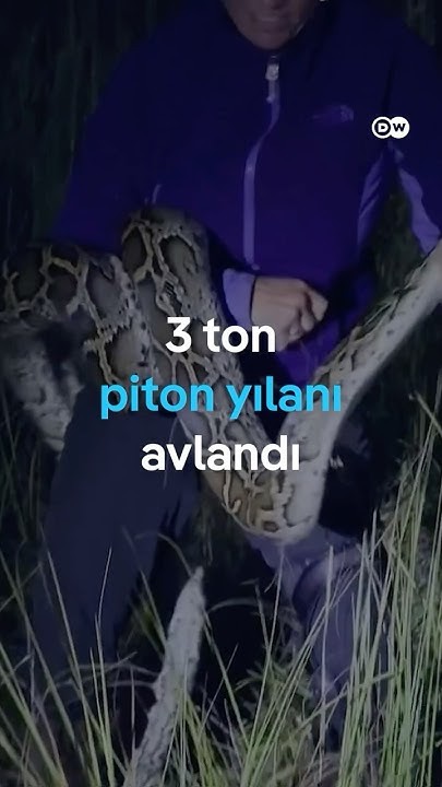 Piton İstilası